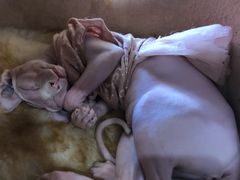 -藏猫猫咖啡主题馆(中央大道店)