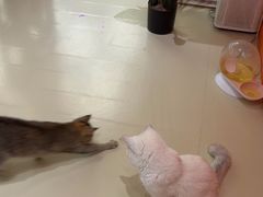 -三花喵·撸猫购宠·宠物生活馆(虹桥南丰城店)
