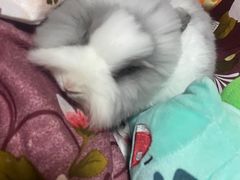 -猫猫幼稚园·撸猫·桌游·电玩