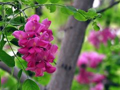 -大兴滨河森林公园