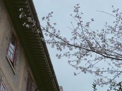 景点-武汉大学-樱园