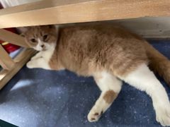 -伟伟宠物医院·CT影像中心·瑞派犬猫综合性门诊(汉口总院)