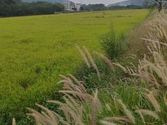 -艾米稻香小镇