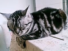 android_upload_pic-海边的猫和咖啡馆