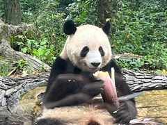 -中国大熊猫保护研究中心雅安碧峰峡基地