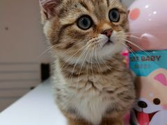 -momokira米努特·德文卷毛猫·棉花面纱犬