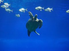 -珠海长隆海洋王国