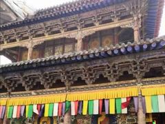-塔尔寺菩提树