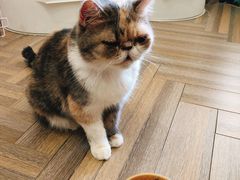 -酷豆宠物咖啡·宠物美食·撸猫馆