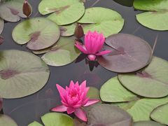 -莲花池公园