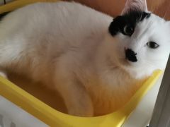 -纳吉亚猫专科动物医院博雅分院