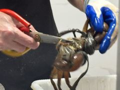 -七欣天香辣蟹火锅(闵行浦江欢乐颂店)