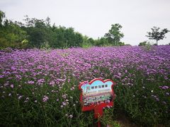 -同里国家湿地公园