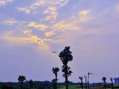 -空港花田景区
