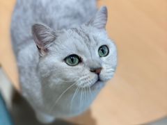 -藏猫猫咖啡主题馆(中央大道店)