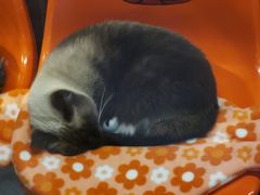 -猫咪博物馆(顶澳仔猫街店)