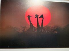 -罗红摄影艺术馆