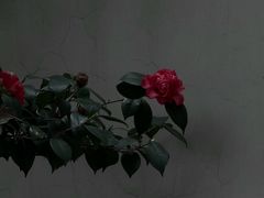 -福济寺