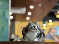 -咖法森林·咖啡  酒吧(天河店)