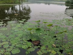 -东郊湿地公园