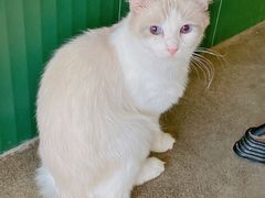 -more than meow吴止猫主题餐厅(承德 中船汇店)