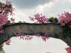 -天适樱花悠乐园