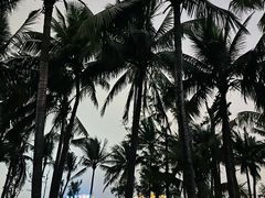 -万绿园