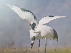 -野鸭湖国家湿地公园