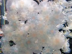 -太平洋海底世界