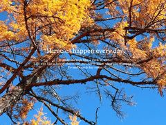 -莫尔道嘎国家森林公园