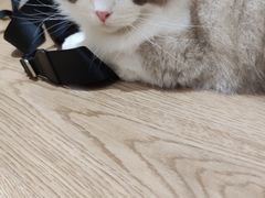 -1013 PET SHOP精品宠物商店(丁香店)