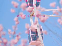 -顾村公园