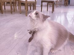 -共舞时光猫咖·狗咖(新街口店)