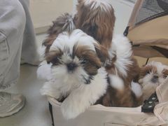 -美美宠物诊疗中心·异宠·骨科(滨江东信分院)