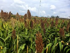 -三圣花乡旅游区