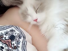 -猫大福·Fortune Cat猫舍(百子湾店)
