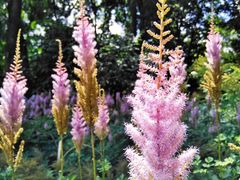 -黑龙江省森林植物园