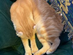 -平行世界·猫咖(首经贸店)