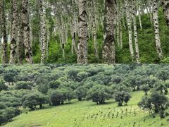 -御道口草原森林风景区