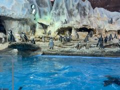 -帝企鹅自助餐厅•儿童岛•真企鹅(长隆企鹅酒店)