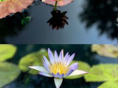 -上海辰山植物园