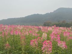 -径山花海