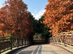 -上海海湾国家森林公园