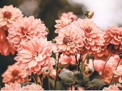 -祥源·阜阳生态乐园