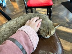 -蓝鲸·缅因猫舍