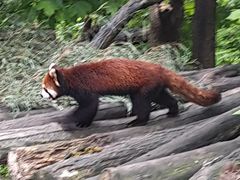 -都江堰中华大熊猫苑