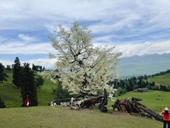 -新疆那拉提国家旅游度假区