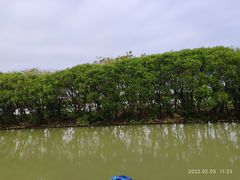 -大湾区中央湿地公园