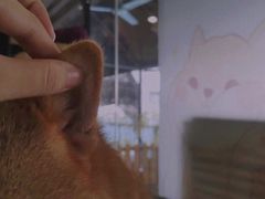 -柴犬高等学院·狗咖·柴犬售卖·宠物训练