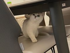 -lincat·猫舍(广州店)